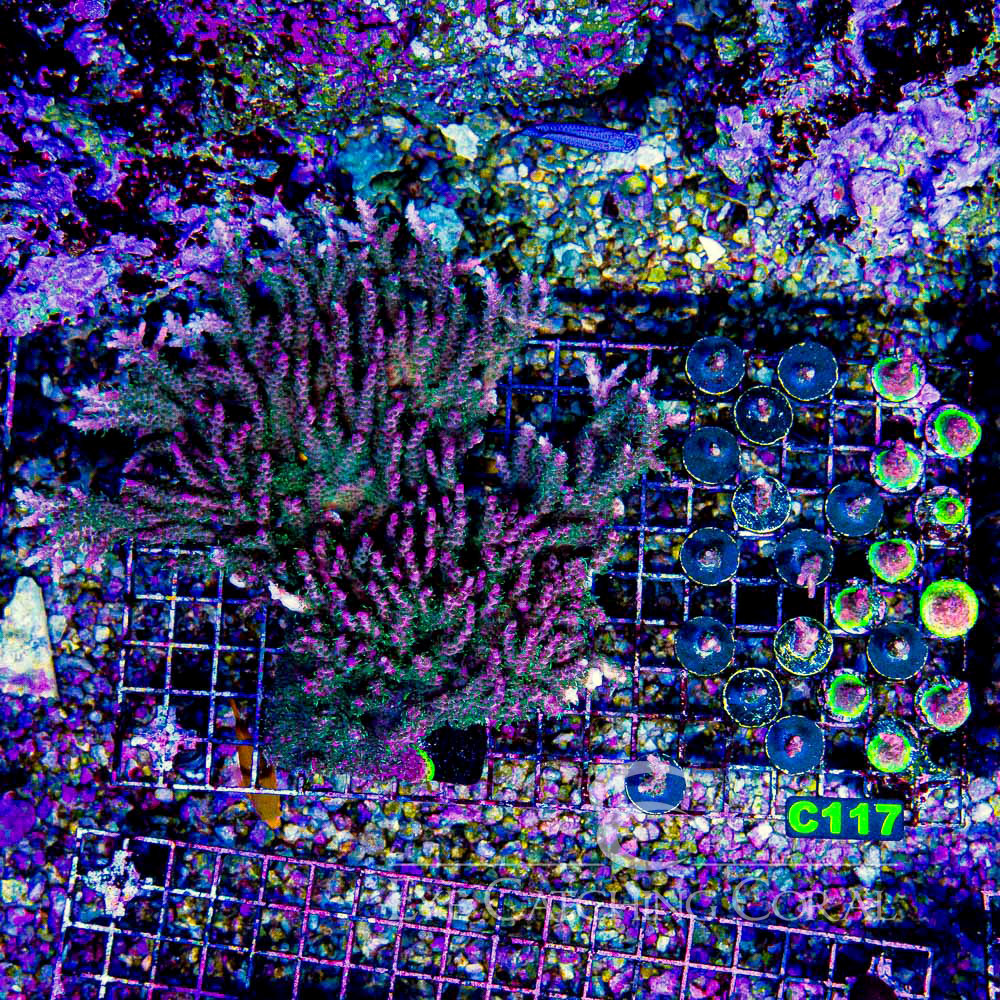 ECC Rings of Saturn Acropora Frag
