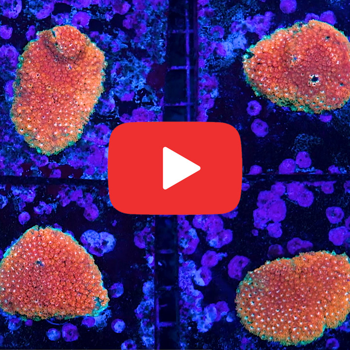 ECC Rainbow Fusion Short Polyp Goniopora Frag