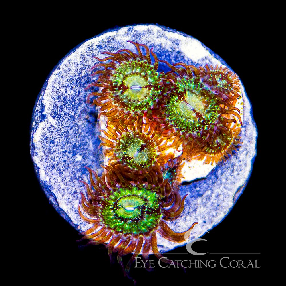 ECC Antivenom Palythoa Frag (4+ Polyp Average)