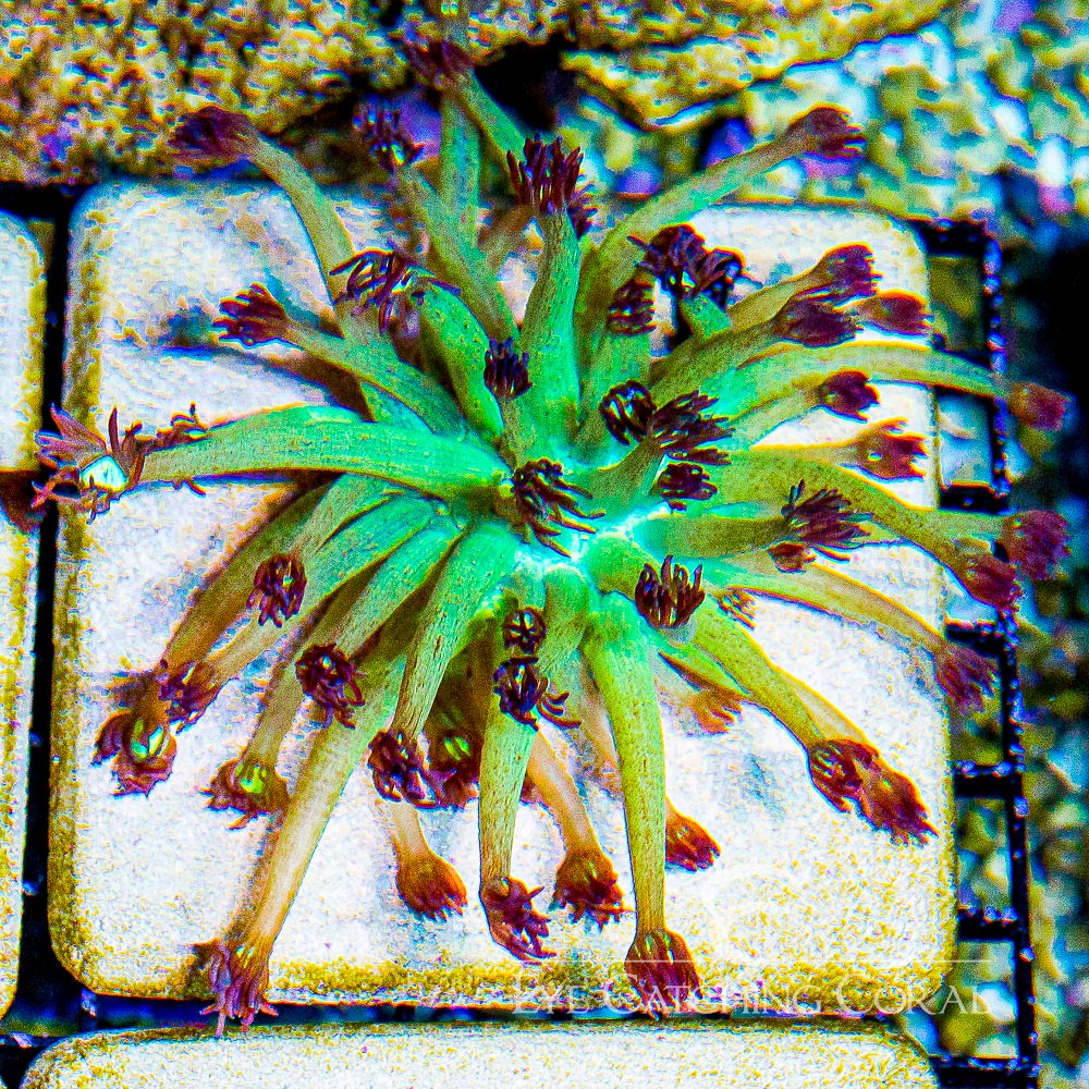 ECC Wondering Eye Goniopora Frag