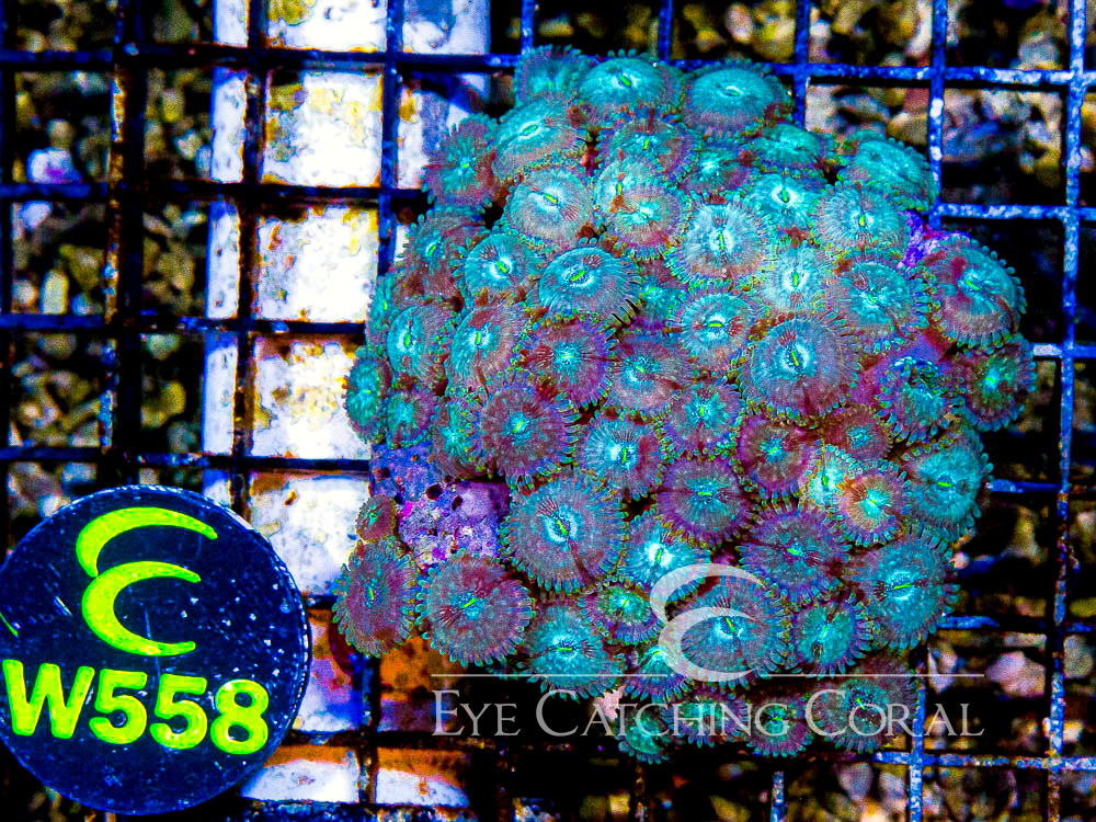 Indo Zoanthid Ultra (Sorted by Size & Color) Level 6 - Disc W558