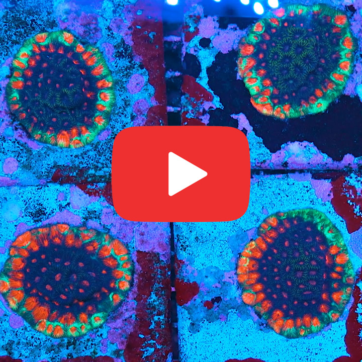 ECC Solar Flare Favia Frag