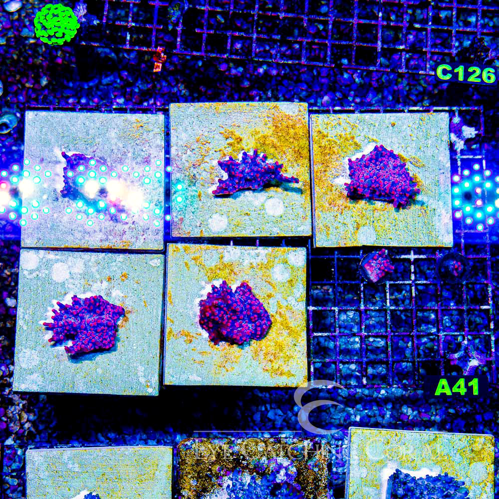 ECC Cherry Blossom Branching Cyphastrea Frag