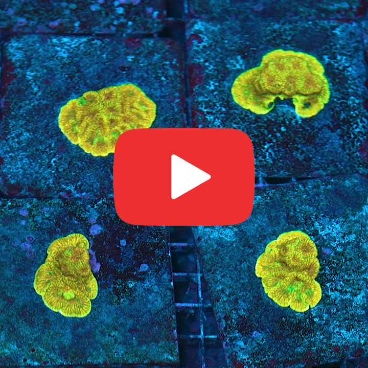 ECC Gold Rush Favia Frag
