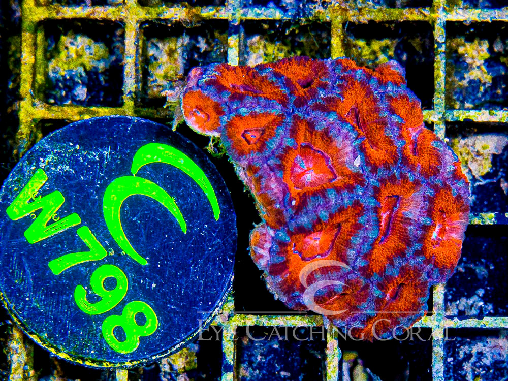Aussie Acan Lord Rainbow or Super Ultra XS - Disc W798