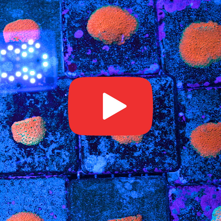 ECC Citrus Orange Short Polyp Goniopora Frag