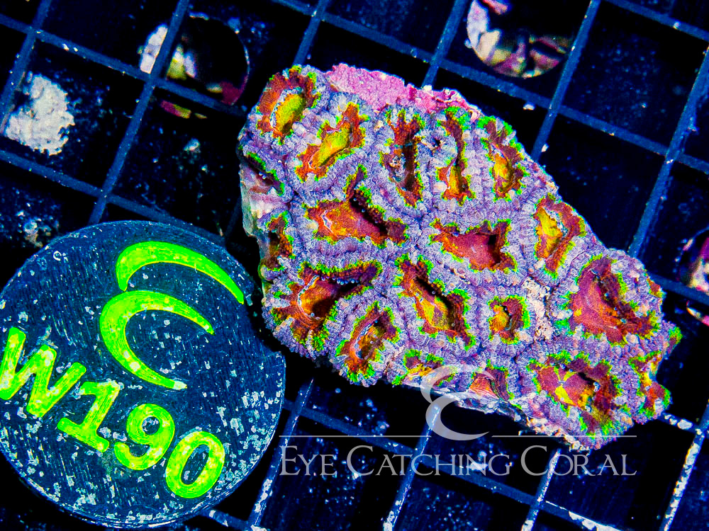 Aussie Acan Lord Rainbow or Super Ultra XS - Disc W190