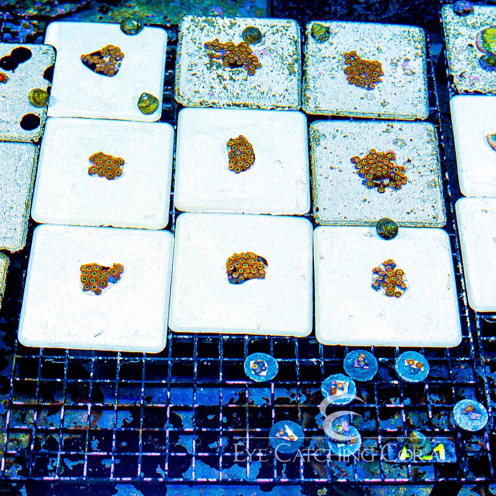 ECC Fruitloops Zoanthid Frag (4+ Polyp Average)