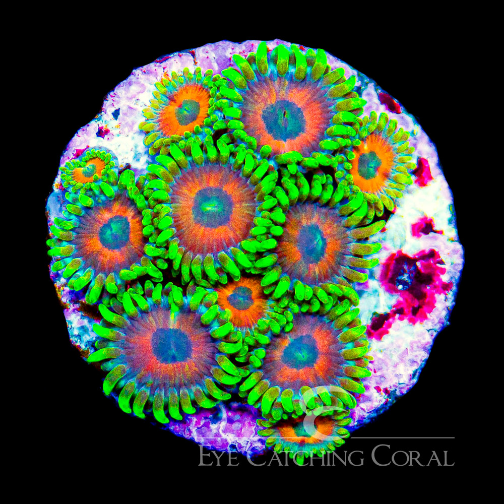 ECC Eagle Eye 2.0 Zoanthid Frag (4+ Polyp Average)