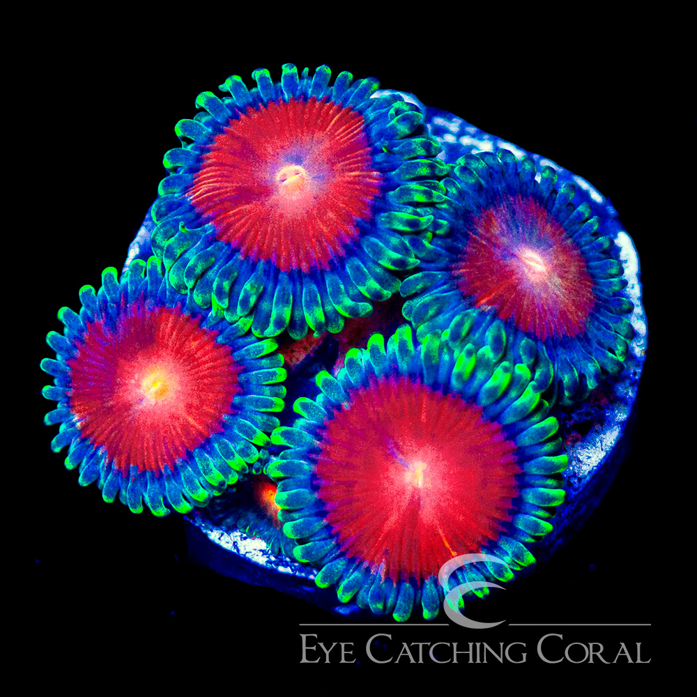 ECC Burn Willow Zoanthid Frag (Big Polyp Zoa) (4+ Polyp Average)