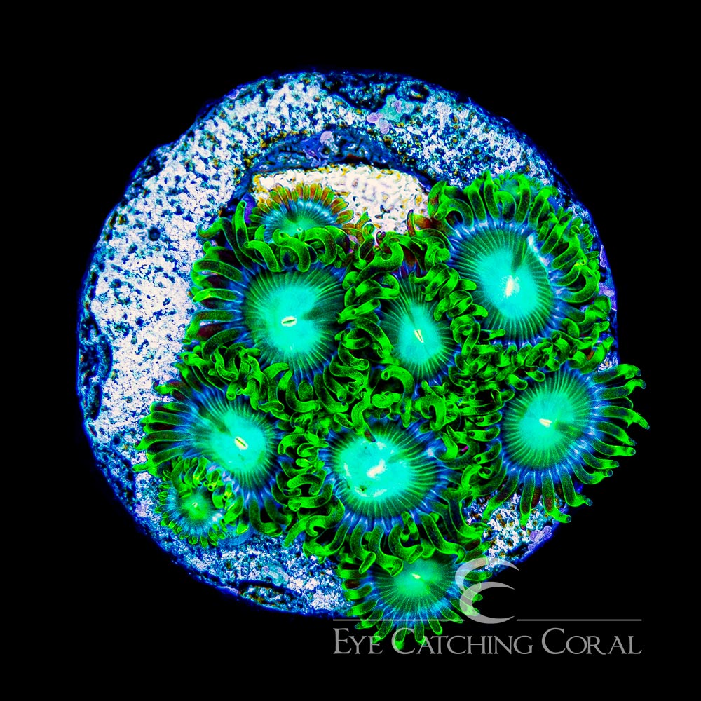 ECC Radioactive Dragon Eye Zoanthid Frag (4+ Polyp Average)