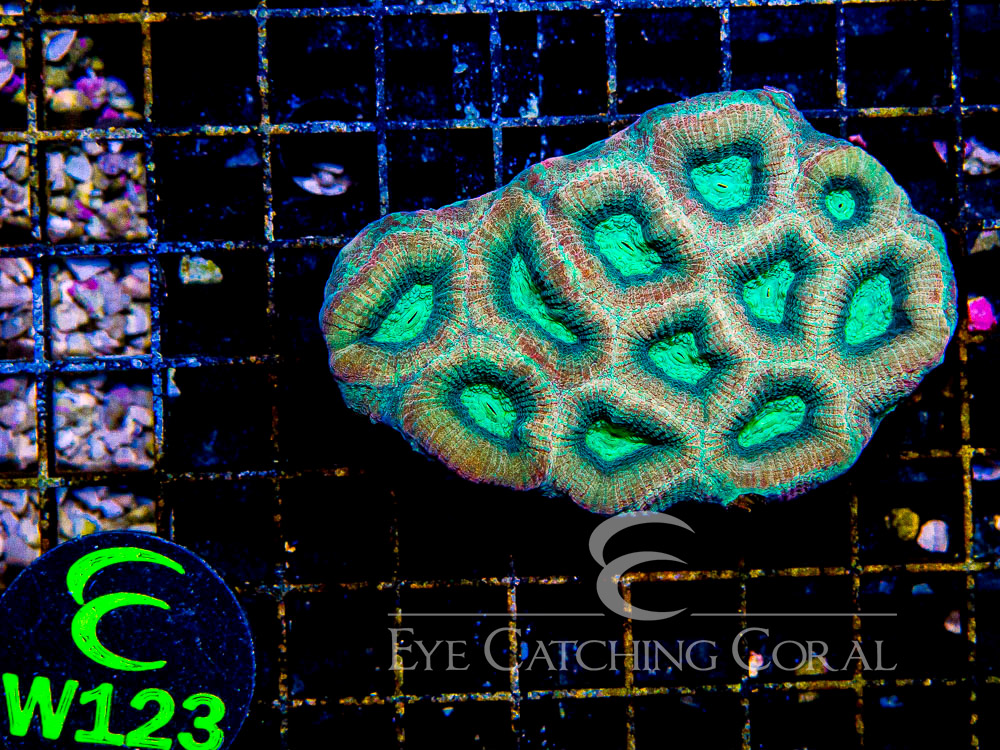 Aussie Prism Favia Other Color Type S - Disc W123