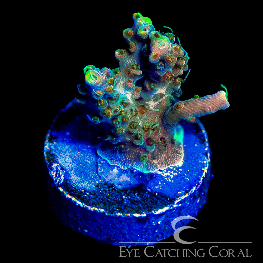 ECC Voodoo Majik Acropora Frag
