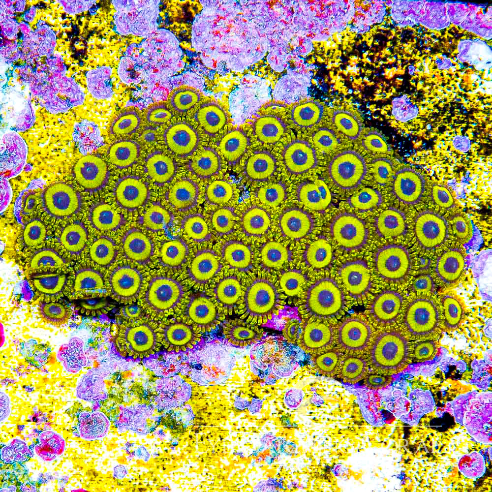 ECC Lakers Zoanthid Frag (4+ Polyp Average)