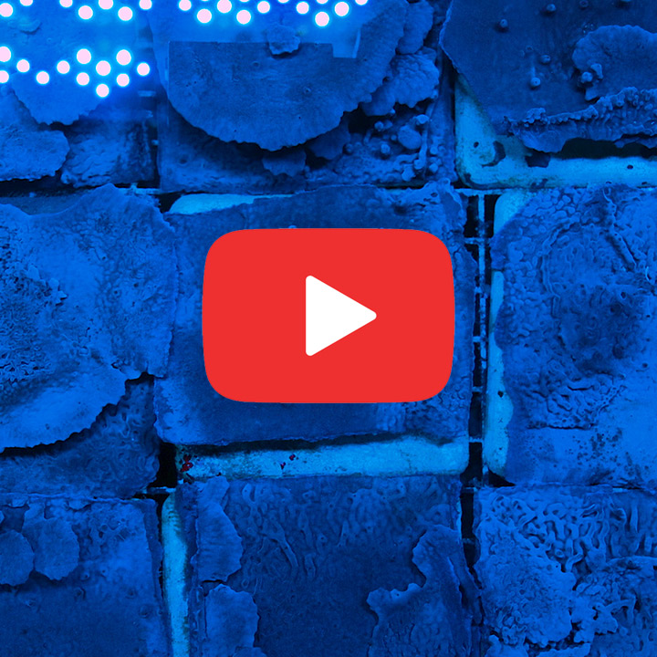 ECC Blue Plating Photosynthetic Sponge Frag