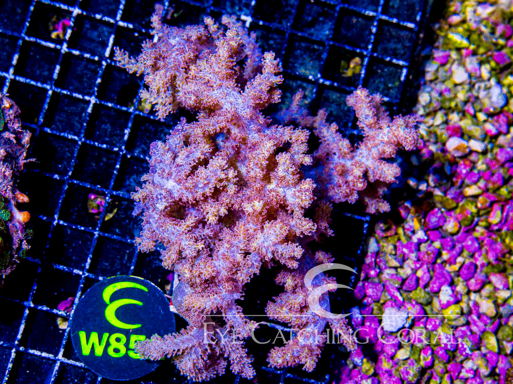 Indo Thistle Coral XL - Disc W851