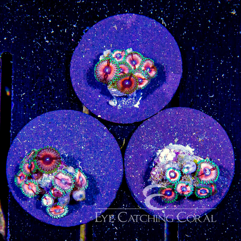 ECC Jeepers Creepers Zoanthid Frag
