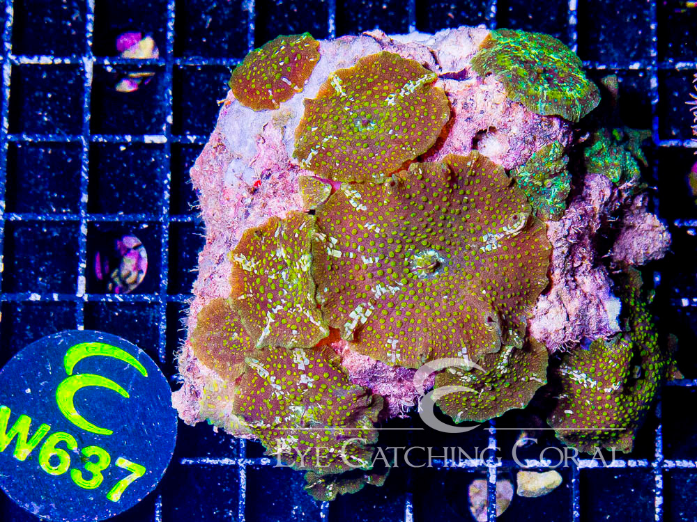 Indo Disco Mushroom Ultra Spotted or Unique XL - Disc W637