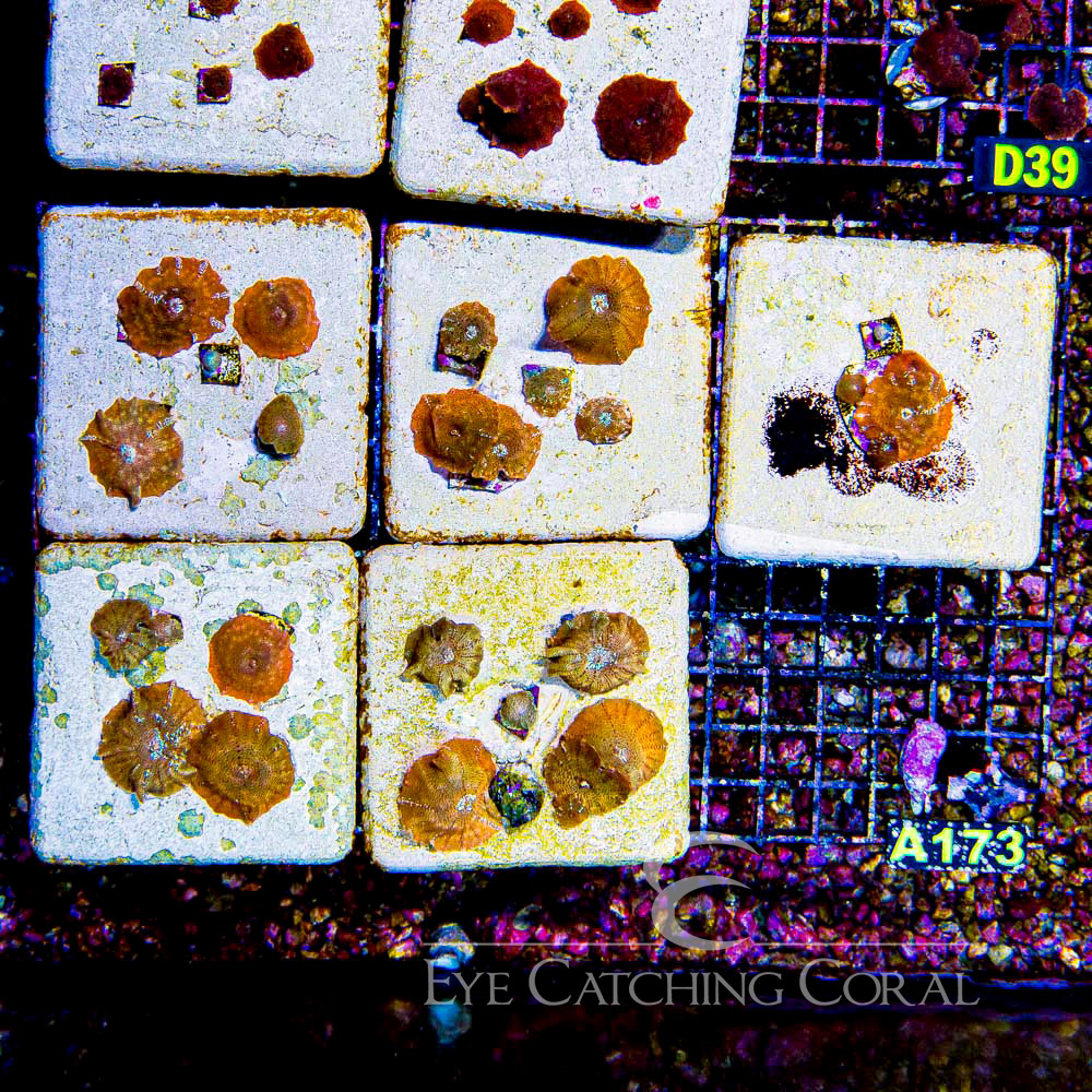ECC Suns Zenith Disco Mushroom Frag