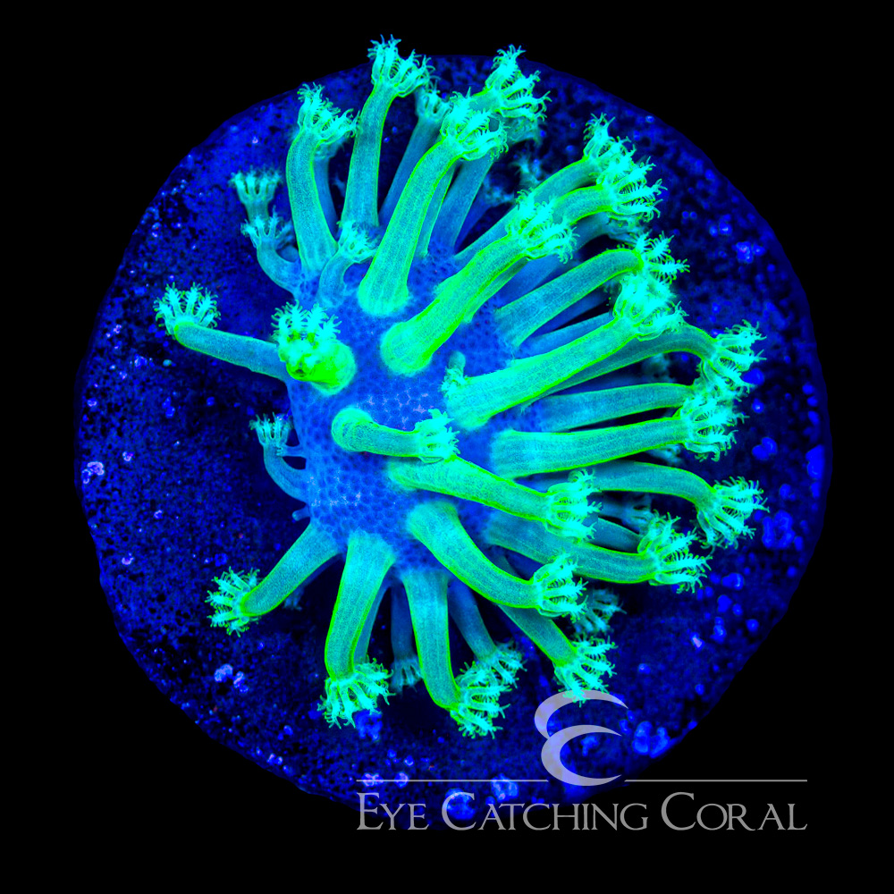 ECC Iced Willow Toadstool Frag