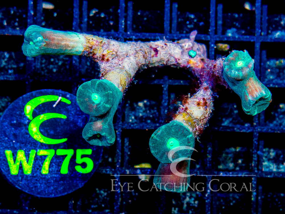 Aussie Green Candy Cane M - Disc W775