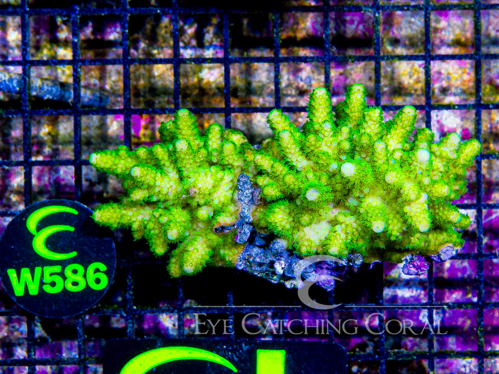 Fiji Acropora Wild L - Disc W586