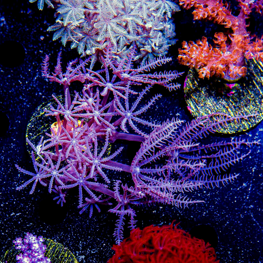ECC Soft Coral Aquacultured Frag Pack
