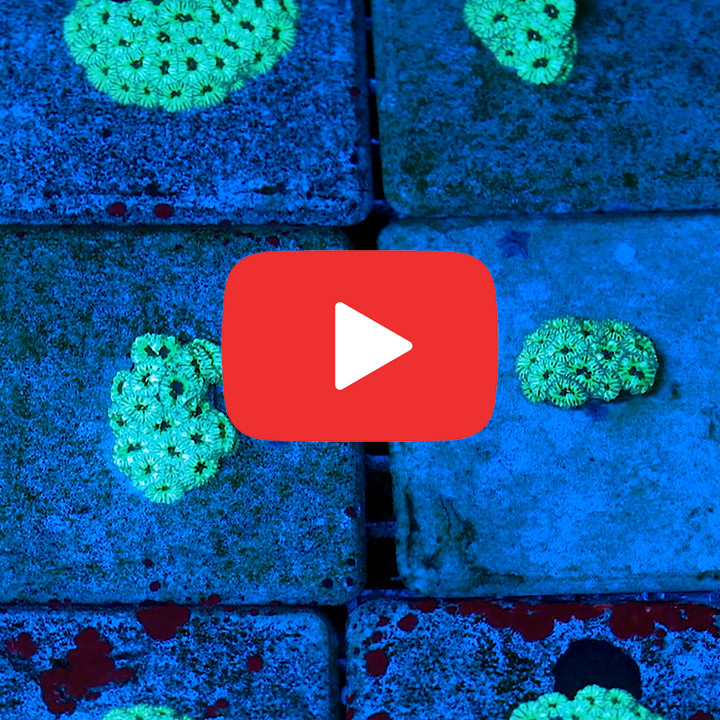 ECC Starry Night Merletti Frag
