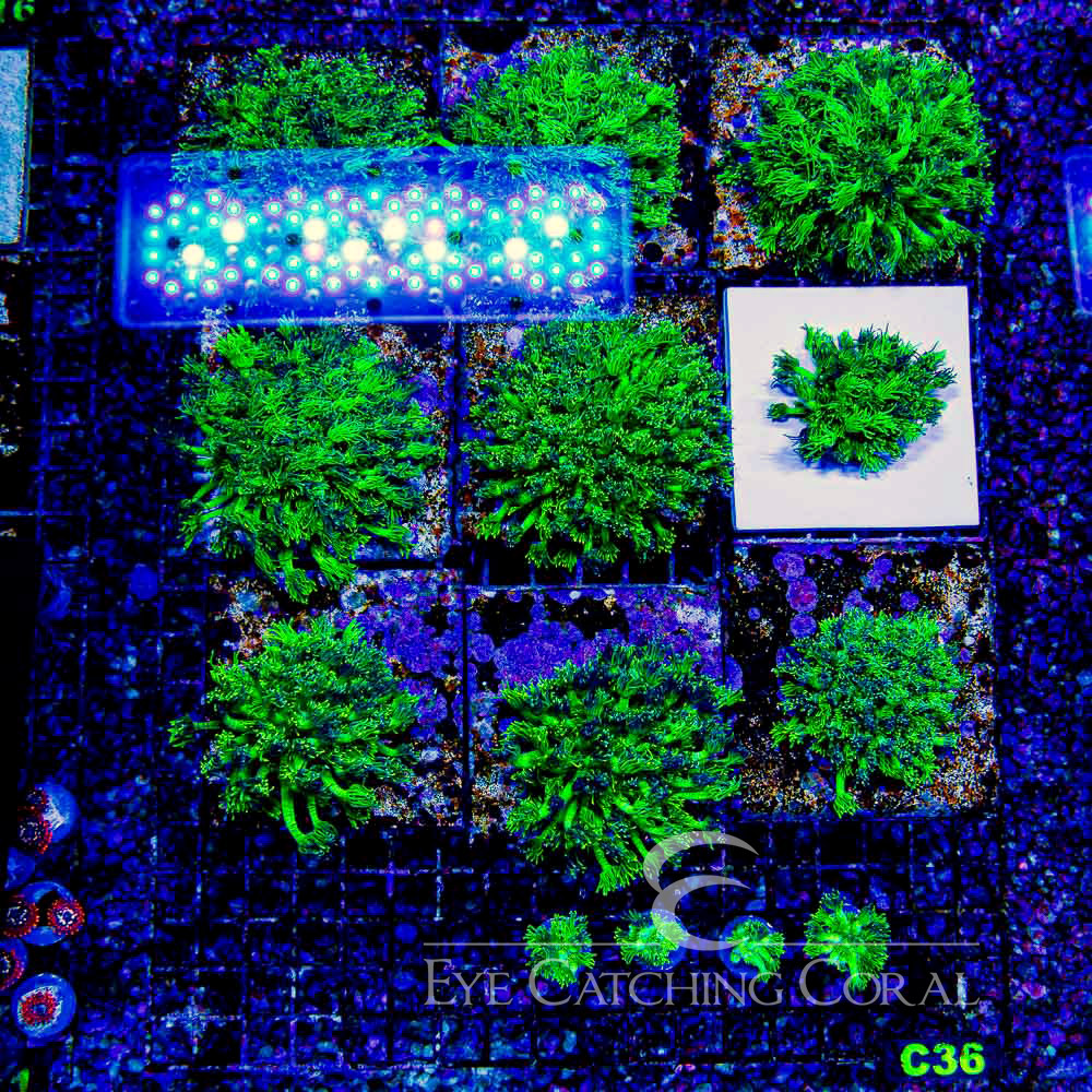 ECC Cosmic Swirl Goniopora Frag