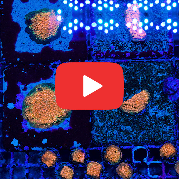 ECC Citrus Burst Cyphastrea Frag
