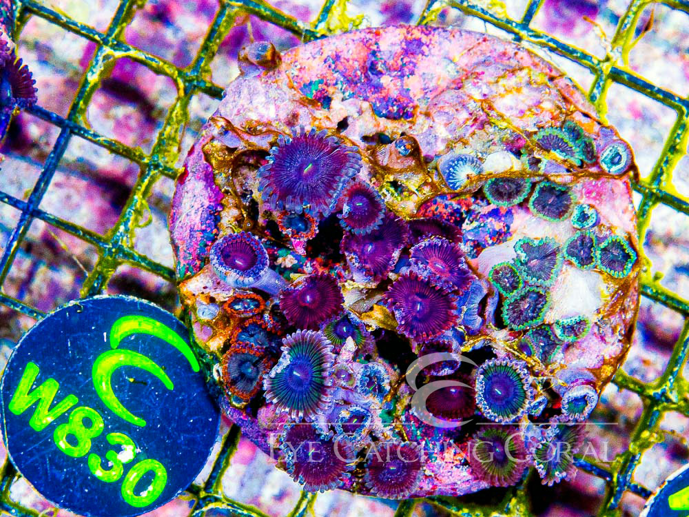 Indo Zoanthid L - Disc W830