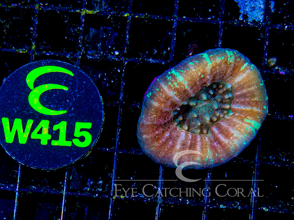 Aussie Scoly Ultra Other Color Type M - Disc W415
