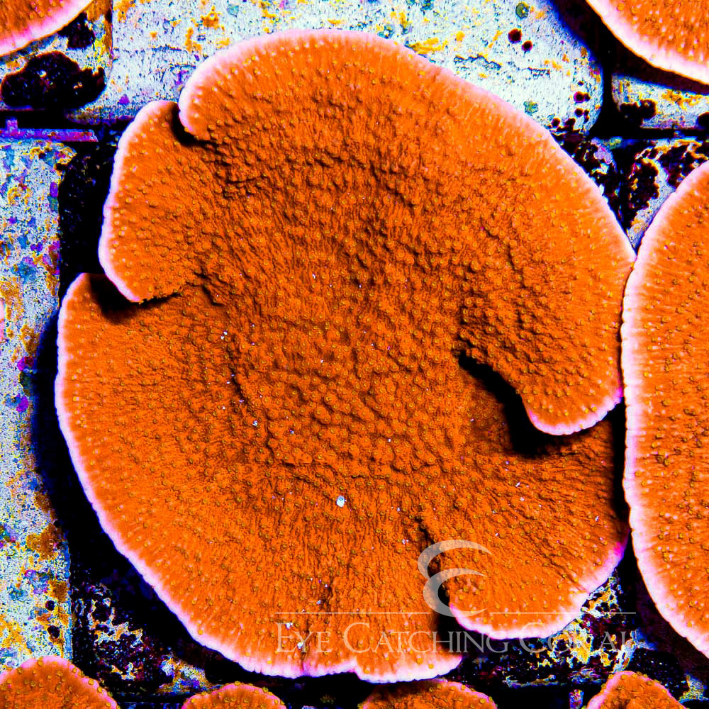 ECC Sunburst Montipora Frag