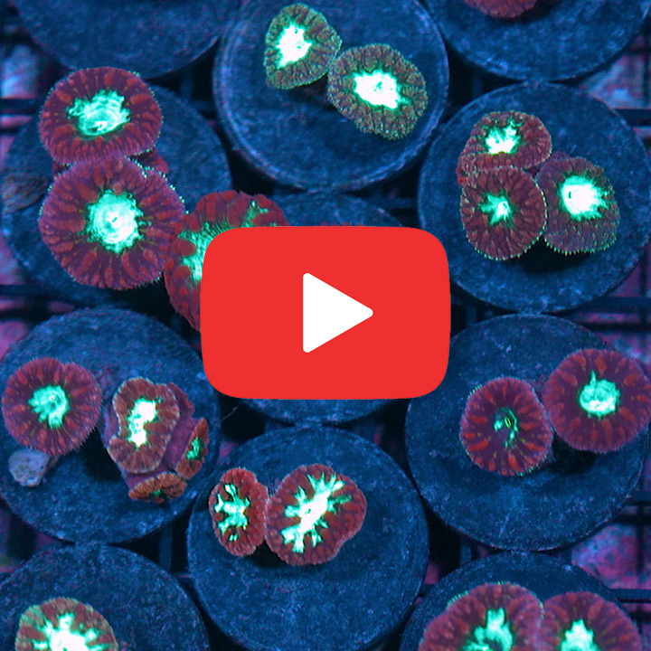 Purple and Green Blasto Wellsi Frag