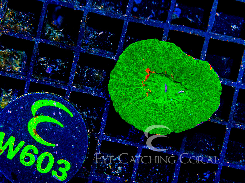Aussie Scoly Green or Mostly Green A Grade S - Disc W603