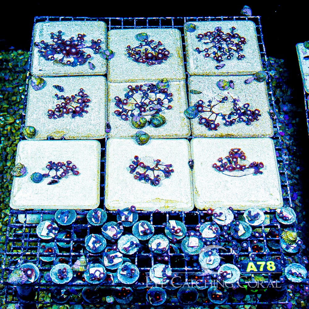 ECC Mystique Zoanthid Frag (4+ Polyp Average)