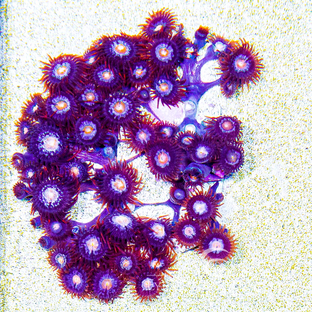 ECC Mystique Zoanthid Frag (4+ Polyp Average)