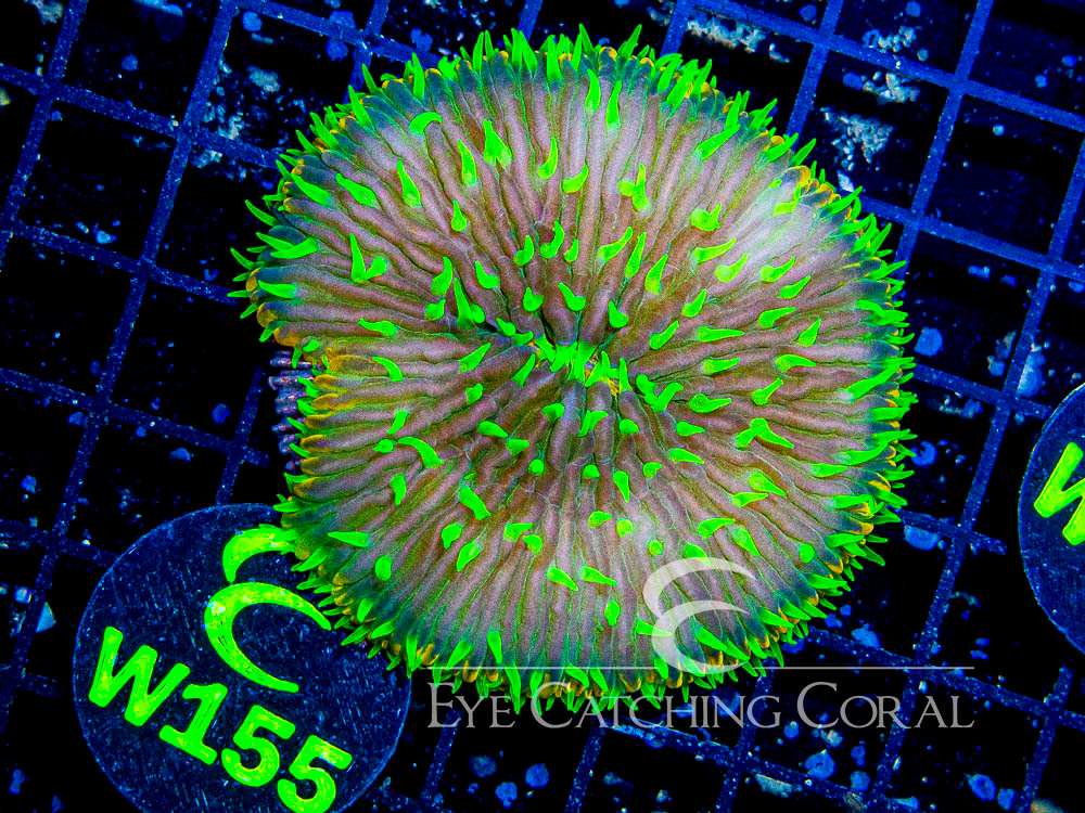 Indo Fungia L - Disc W155