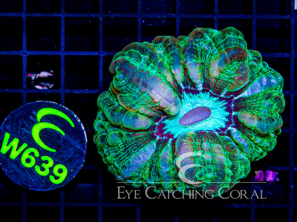 Indo Cynarina L - Disc W639