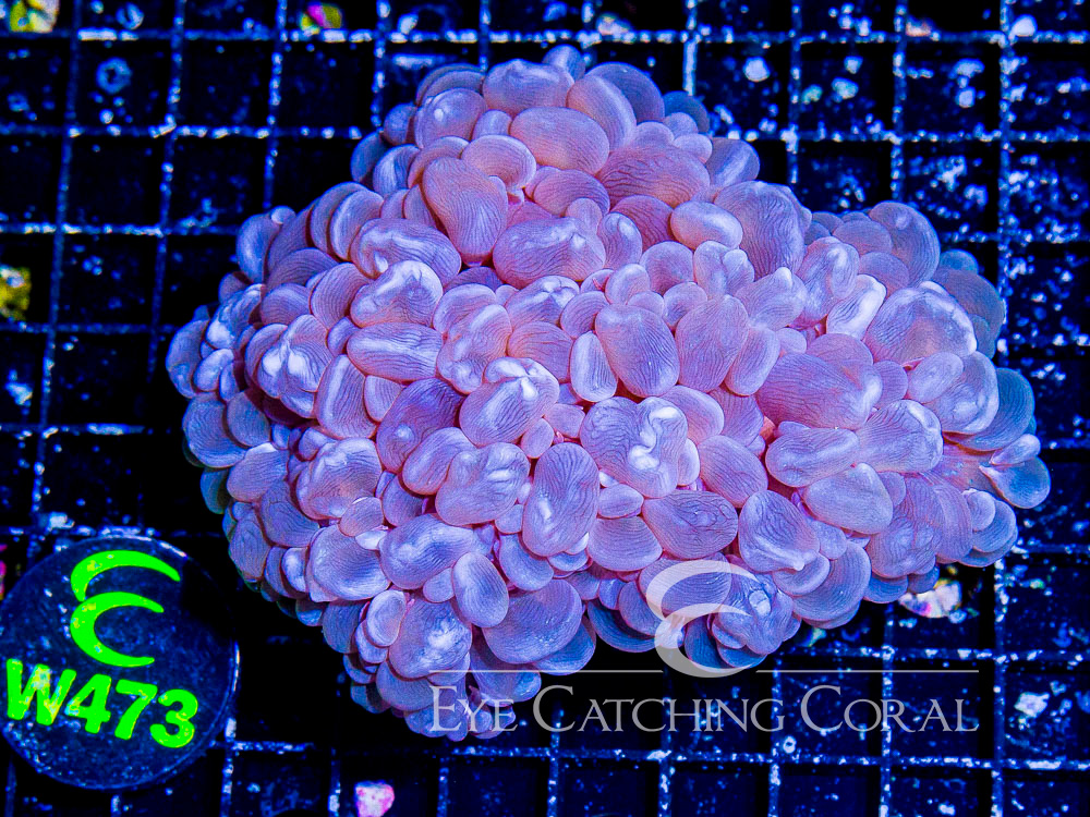 Aussie Bubble Coral Basic Pearl  XL - Disc W473
