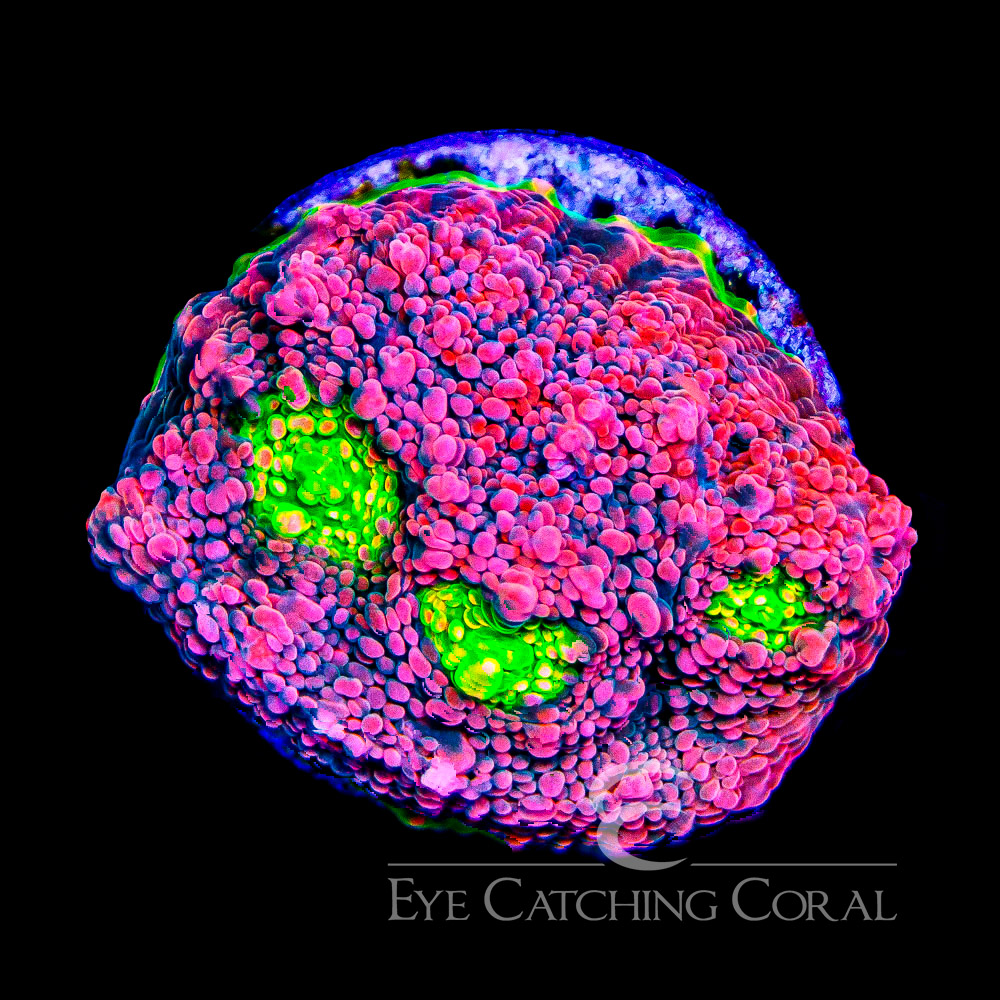 ECC Hyper Magenta Chalice Frag