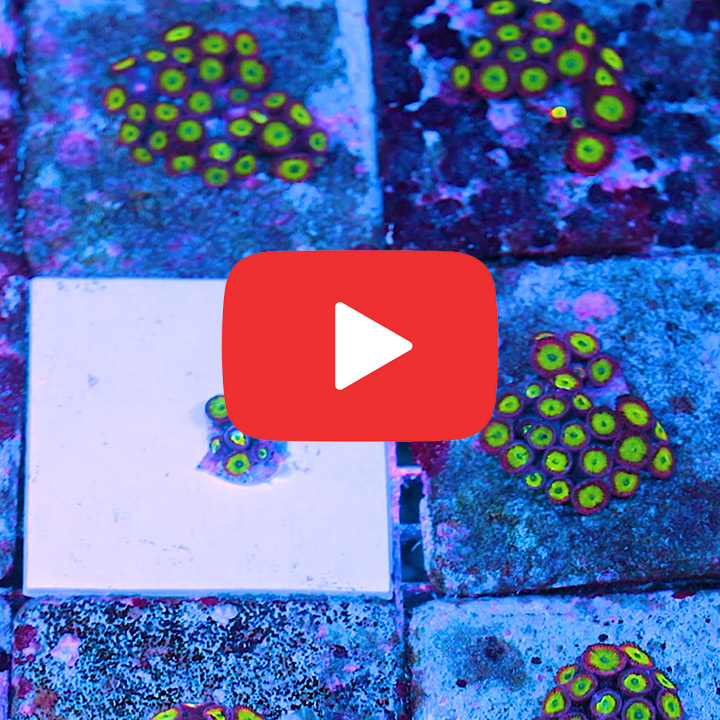 ECC Candy Apple Red Palythoa Frag (2+ Polyp Average)