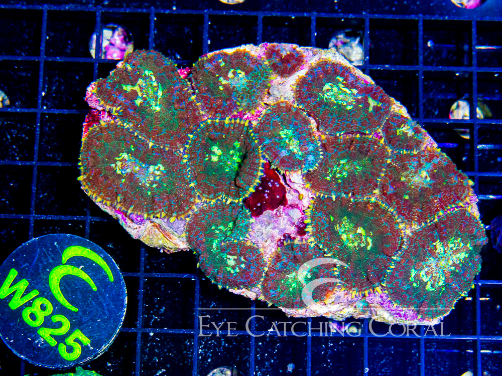 Indo Rhodactis Mushroom XL - Disc W825