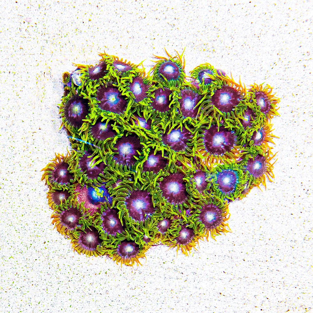 ECC Starfighter Zoanthid Frag (4+ Polyp Average)