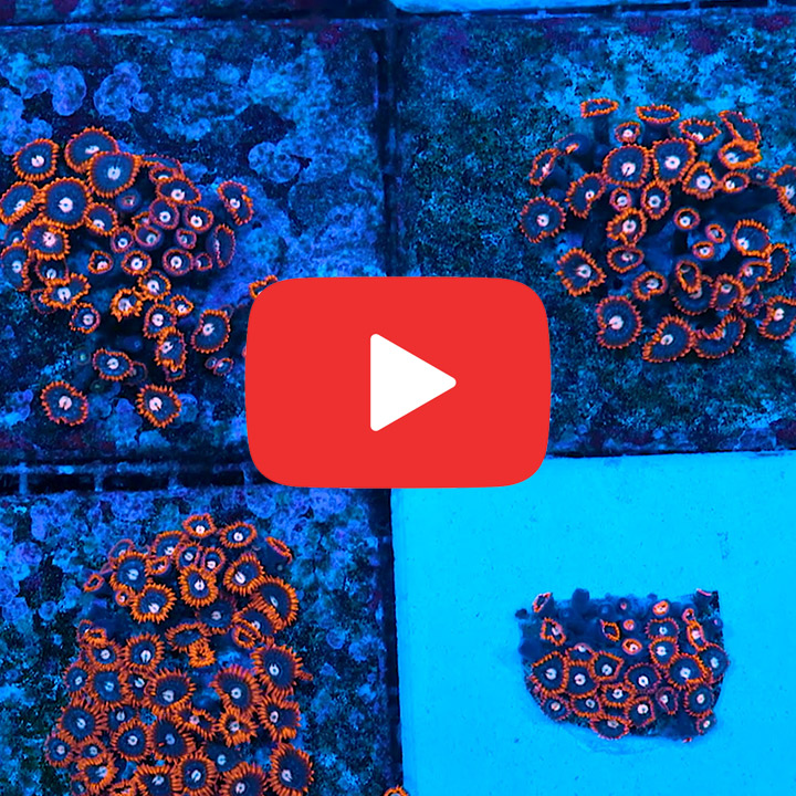 ECC Snitch Zoanthid Frag (4+ Polyp Average)