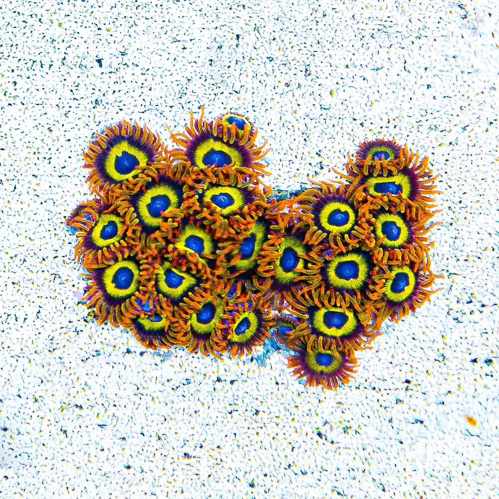 ECC Fruitloops Zoanthid Frag (4+ Polyp Average)