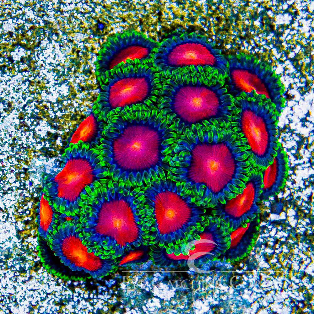 ECC Burn Willow Zoanthid Frag (Big Polyp Zoa) (2+ Polyp Average)