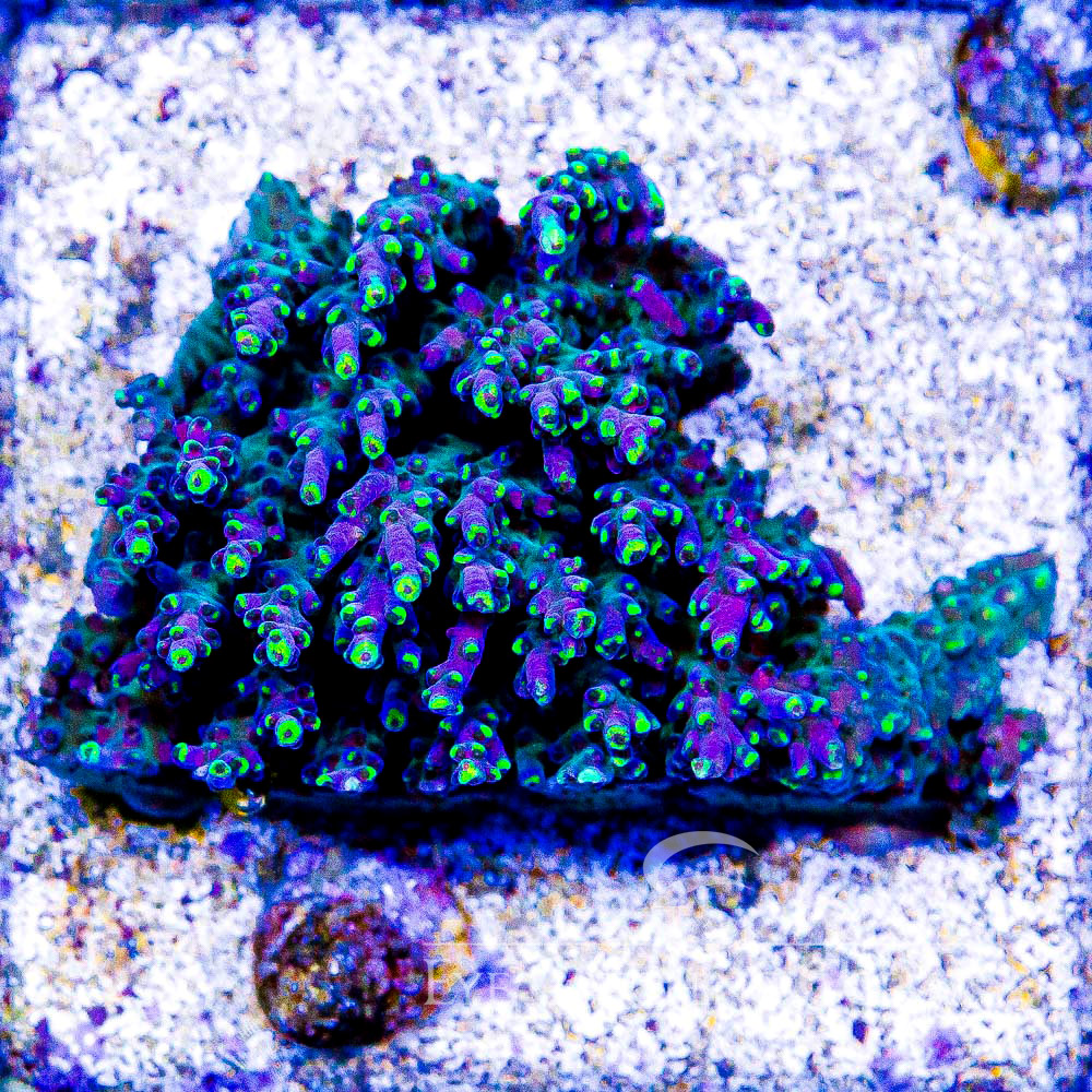 ECC Riptide Acropora Frag