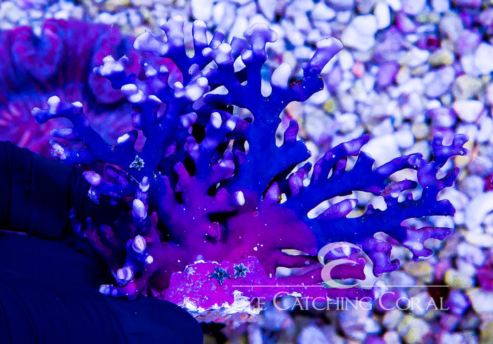 Lace Blue/Purple