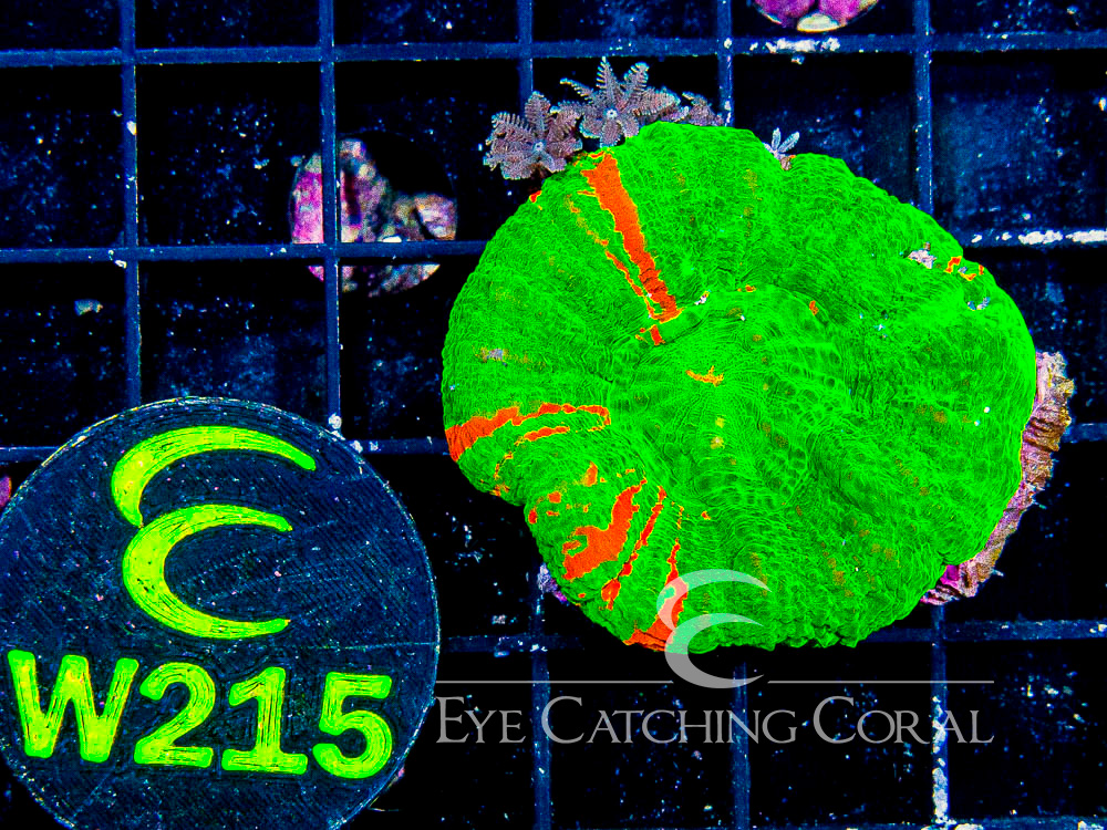 Aussie Scoly Green or Mostly Green A Grade M - Disc W215